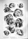 Old Antique Print 1888 Kennel Club Dog Show Spaniels Bloodhound Sheepdog 19th
