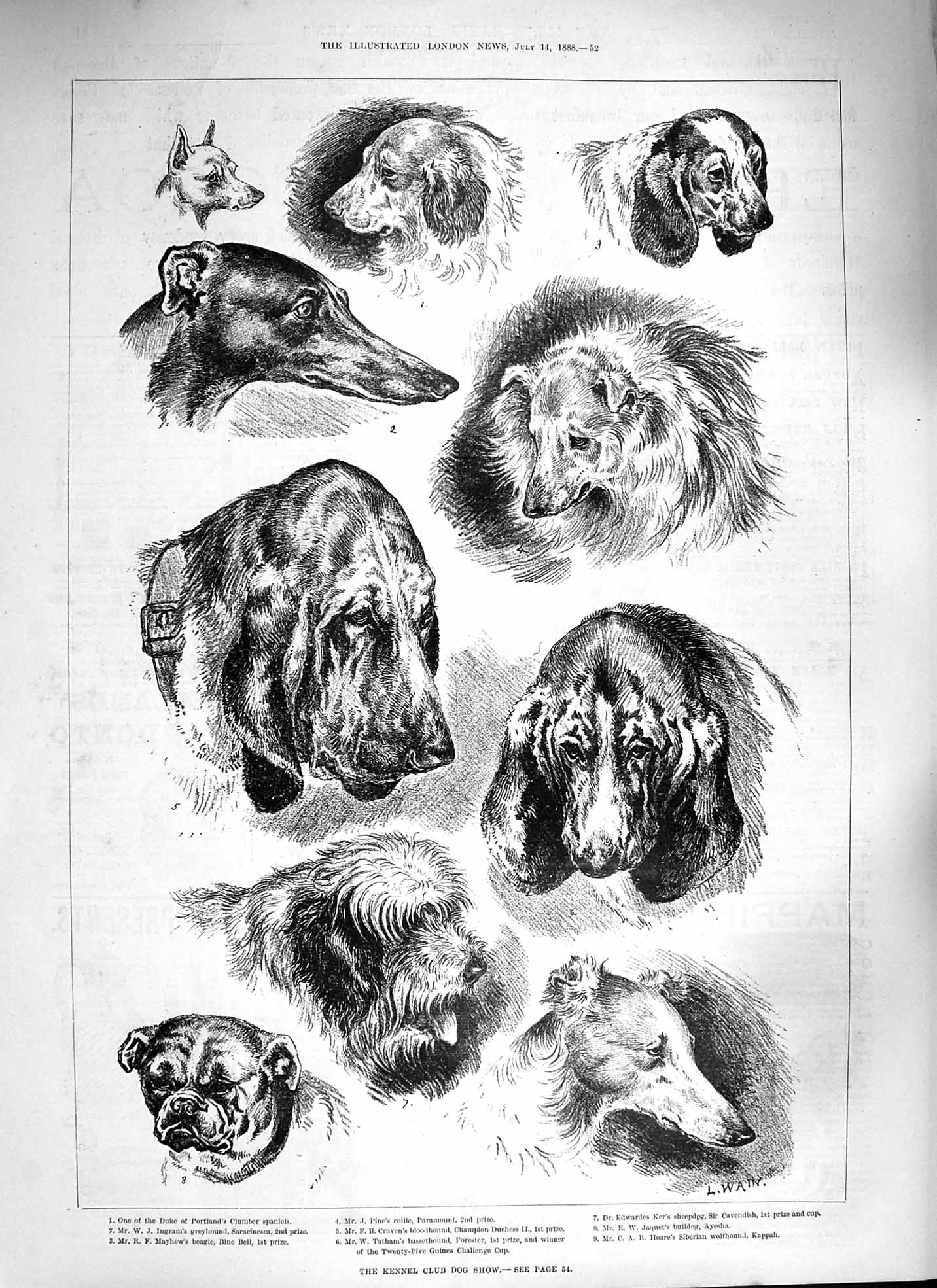 Old Antique Print 1888 Kennel Club Dog Show Spaniels Bloodhound Sheepdog 19th