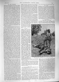 Original Old Antique Print 1888 Maharajah Tikumgurh Dead Tiger Shooting 19th