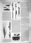 Original Old Antique Print 1888 Plague Crickets Algeria Corn Bananas Jamaica