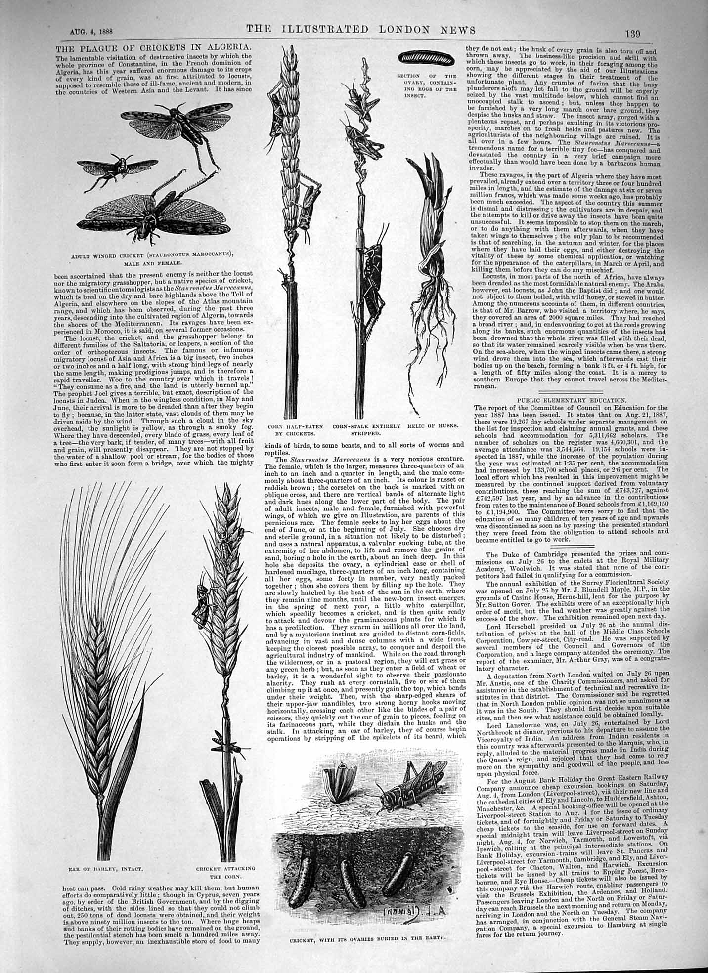 Original Old Antique Print 1888 Plague Crickets Algeria Corn Bananas Jamaica