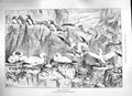 Original Old Antique Print 1888 Birds Bass Rock Natural History Museum 19th