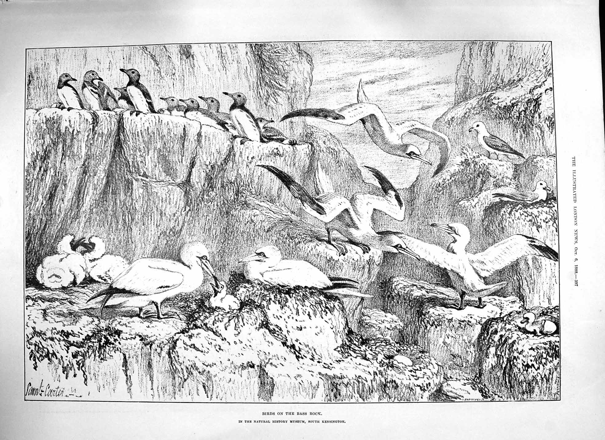 Original Old Antique Print 1888 Birds Bass Rock Natural History Museum 19th