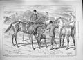 Old Antique Print 1888 Advertisement Ellimans Embrocation Horses Health 19th