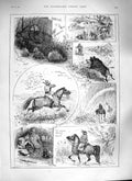 Original Old Antique Print 1888 Hunting Morocco Shooting Birds Pigs Porcupines