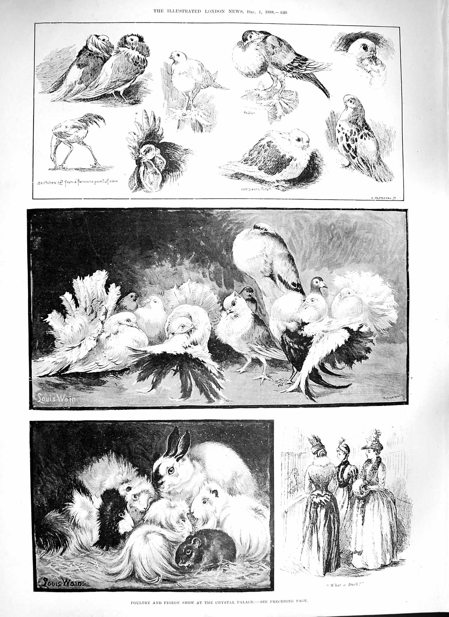 Original Old Antique Print 1888 Poultry Pigeon Show Crystal Palace Birds Guinea