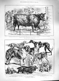 Old Antique Print 1888 Dog Show Birmingham Cattle Cow Elena Poultry Birds 19th