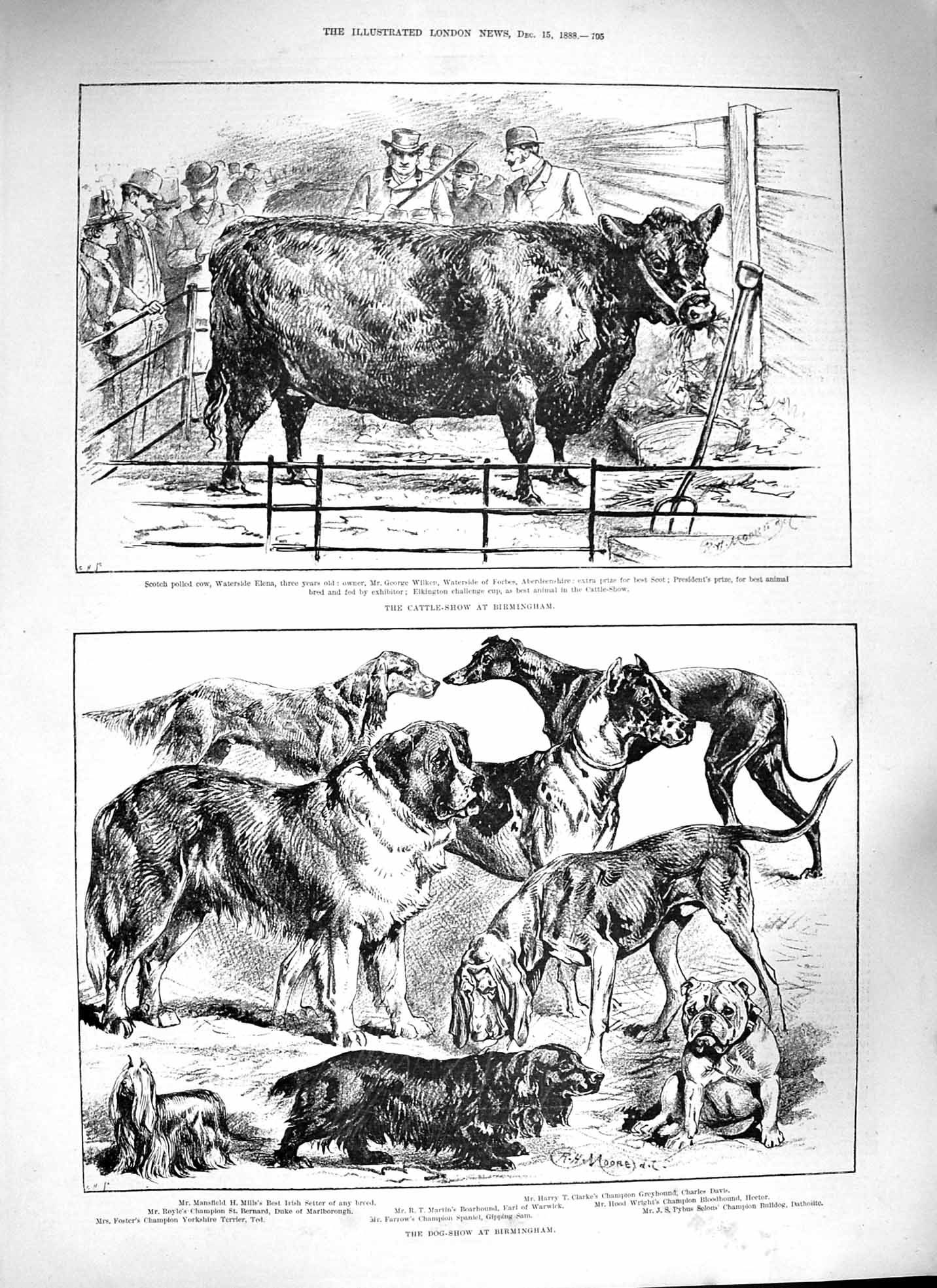 Old Antique Print 1888 Dog Show Birmingham Cattle Cow Elena Poultry Birds 19th
