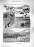 Original Old Antique Print 1889 Duck Shooting Long Point Island Lake Erie 19th