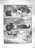 Original Old Antique Print 1889 Bone Contention Dogs Cats Fighting Bone 19th