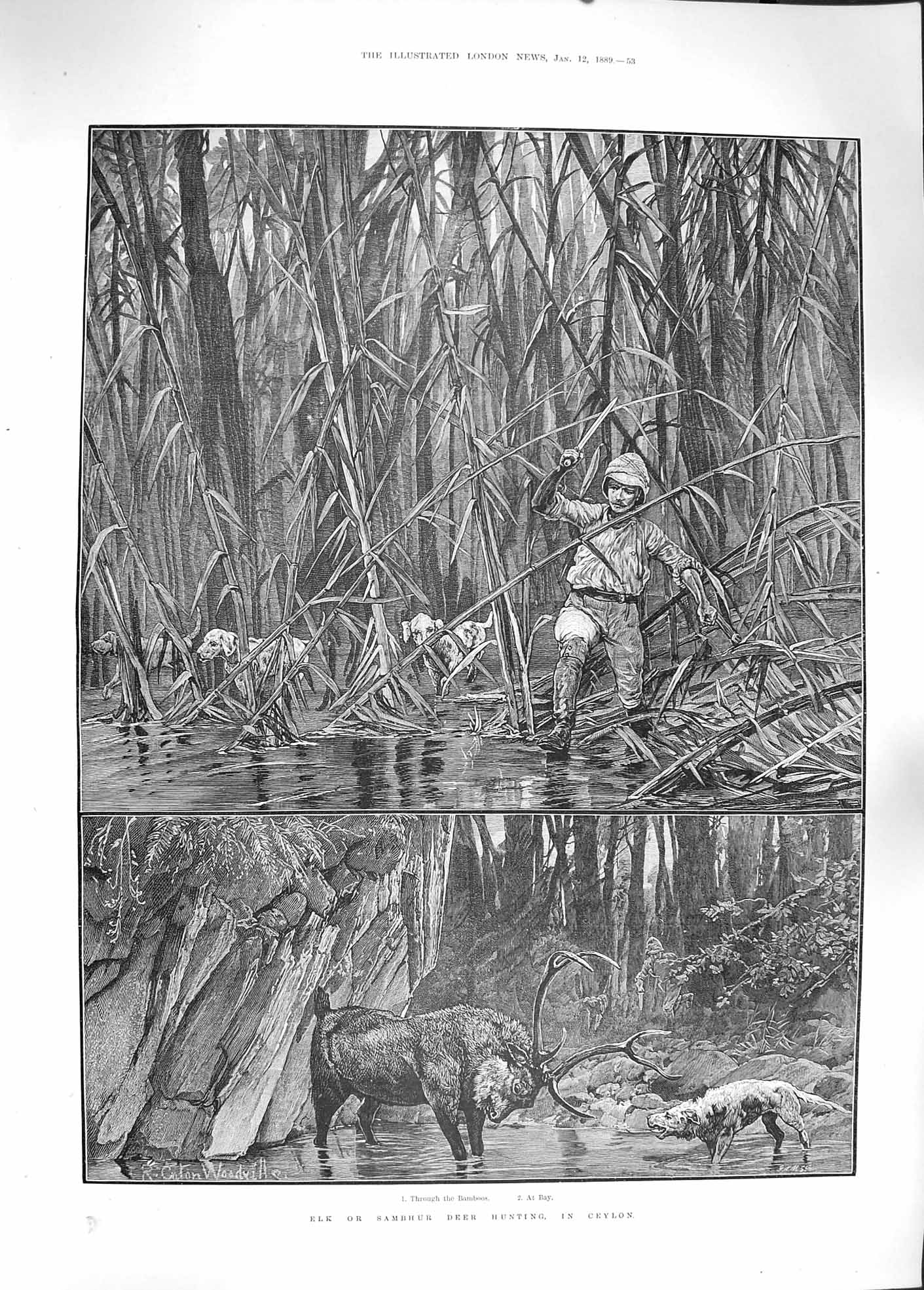 Original Old Antique Print 1889 Elk Sambhur Deer Hunting Ceylon Bamboo Fine Art