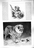 Original Old Antique Print 1889 Chimpanzee Zoological Kennel Club Dog Show Wain