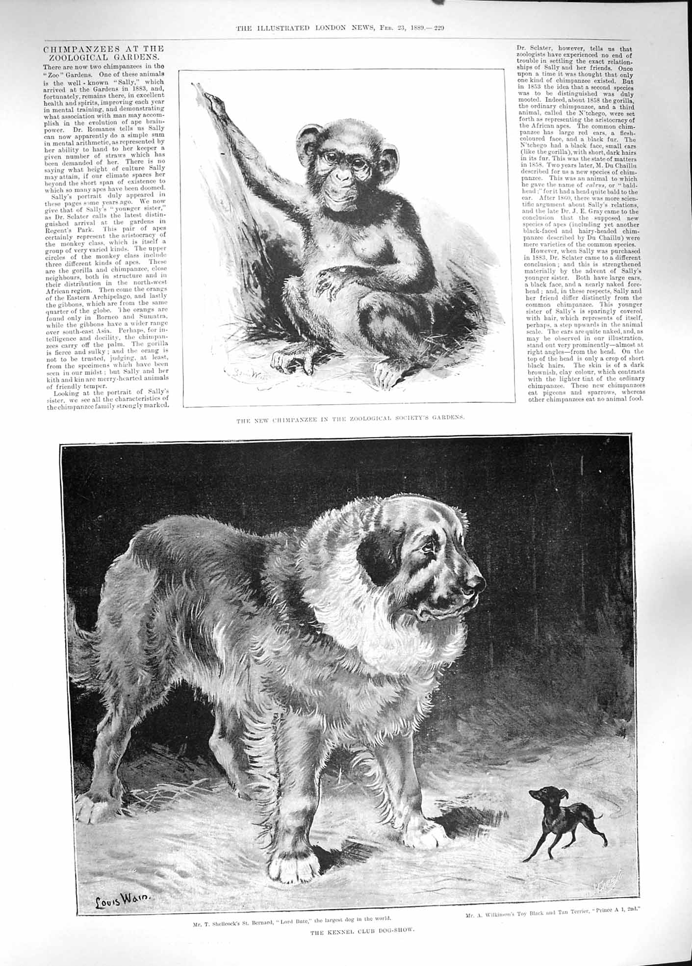 Original Old Antique Print 1889 Chimpanzee Zoological Kennel Club Dog Show Wain
