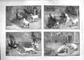 Original Old Antique Print 1889 Fuss Feathers Cockeral Cage Dogs Farmyard Scene