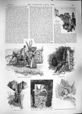 Old Antique Print 1889 Olive Gathering Italy Witch Bussana Church Taggia 19th