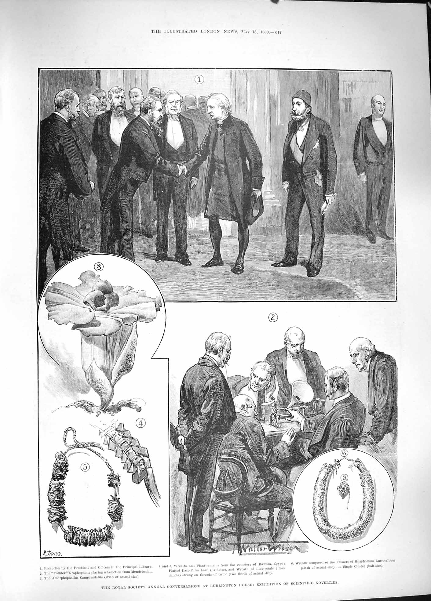 Original Old Antique Print 1889 Burlington House Exhibition Wreath Campanulatus