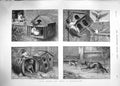 Original Old Antique Print 1889 Catastrophe Scene Cat Dog Pigeon Birds 19th