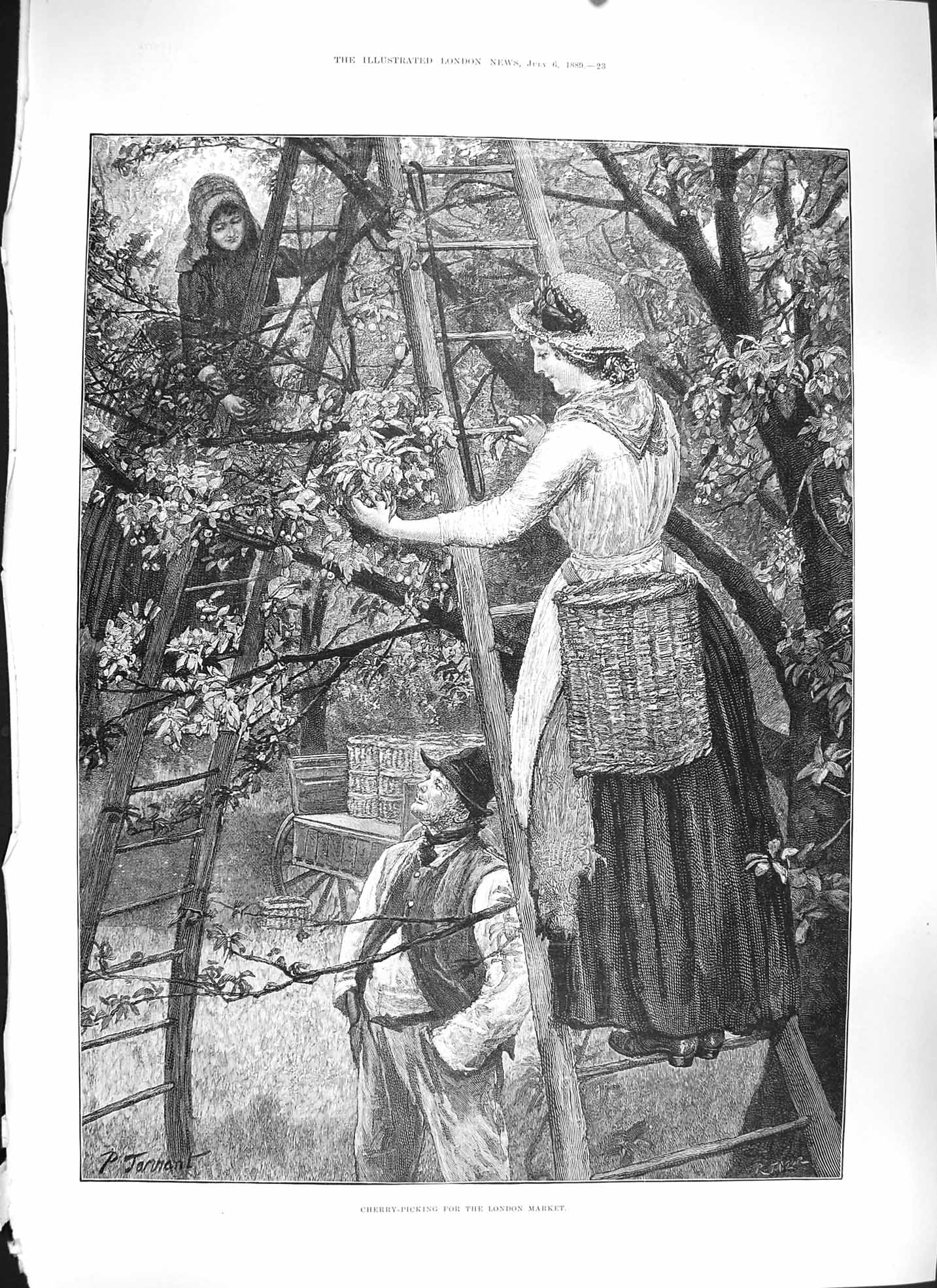 Original Old Antique Print Taylor 1889 Cherry Picking London Market Frui 19th
