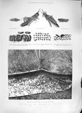 Original Old Antique Print 1889 Plague Crickets Algeria Arabs Camp Trenches