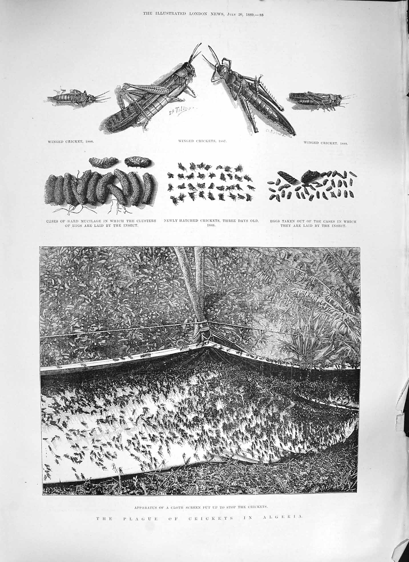 Original Old Antique Print 1889 Plague Crickets Algeria Arabs Camp Trenches