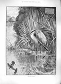 Original Old Antique Print Strictly Preserved 1889 Fishing Lake Birds Nature