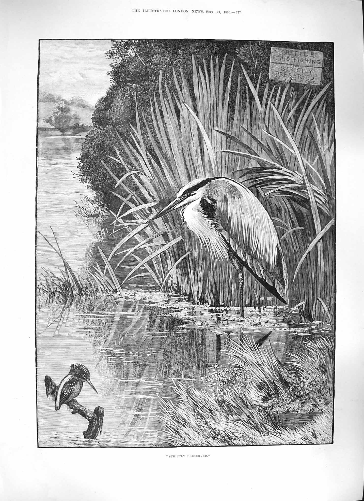 Original Old Antique Print Strictly Preserved 1889 Fishing Lake Birds Nature