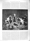 Original Old Antique Print 1889 Scientific Investigation Puppy Dogs Dead Animal