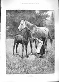 Original Old Antique Print Jacomb-Hood 1889 Clover Little Girl Feeding Horses