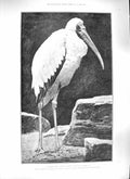 Original Old Antique Print 1889 Tantalus Stork Bird Mosque Maybury Woking Dekke