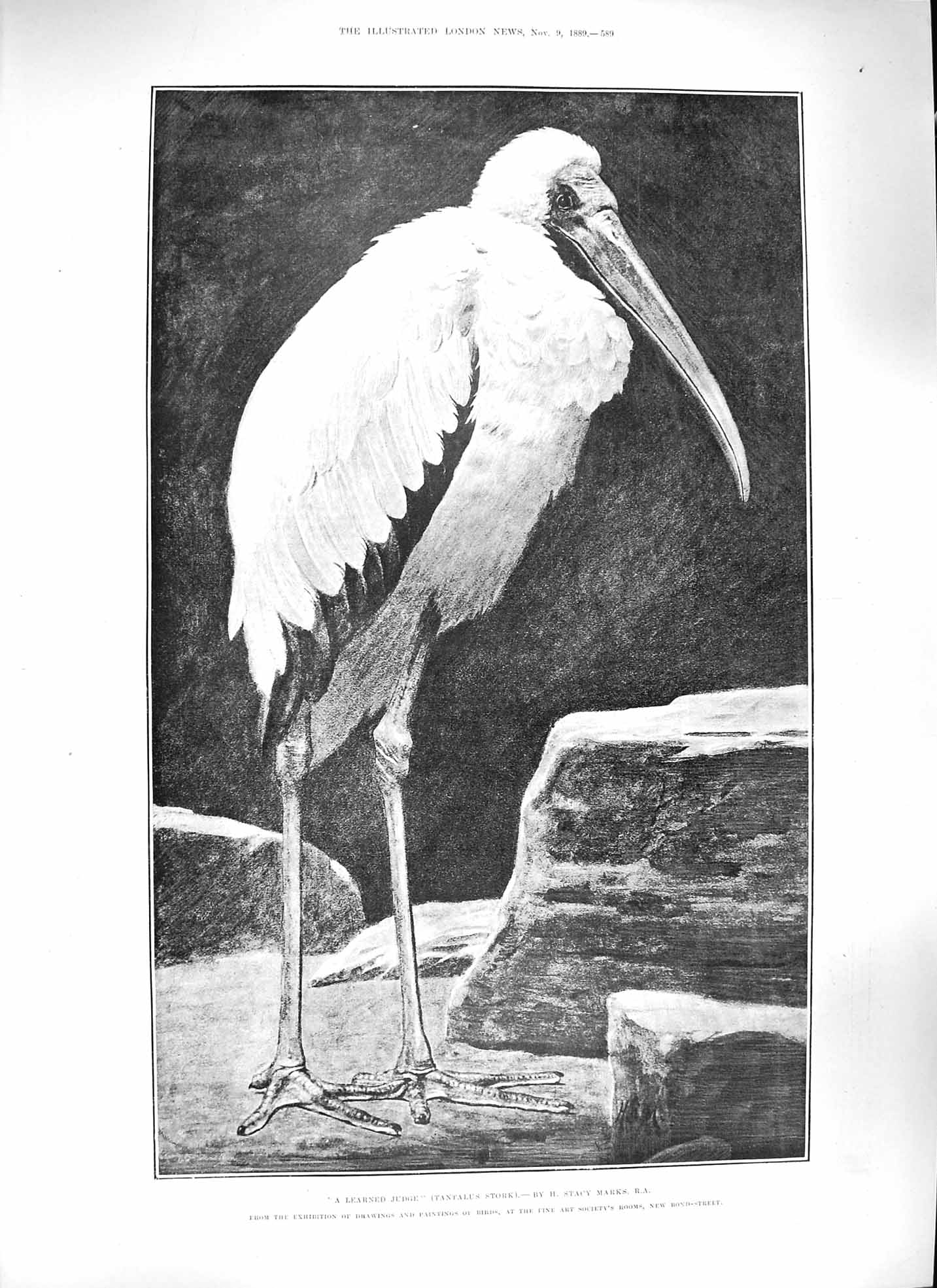 Original Old Antique Print 1889 Tantalus Stork Bird Mosque Maybury Woking Dekke