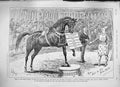Original Old Antique Print 1889 Advertisement Ellimans Universal Embrocation
