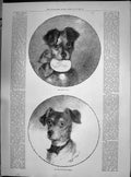 Old Antique Print 1890 Puppy Dogs Lady'S Pet Burgler'S Dread Walter Allen 19th