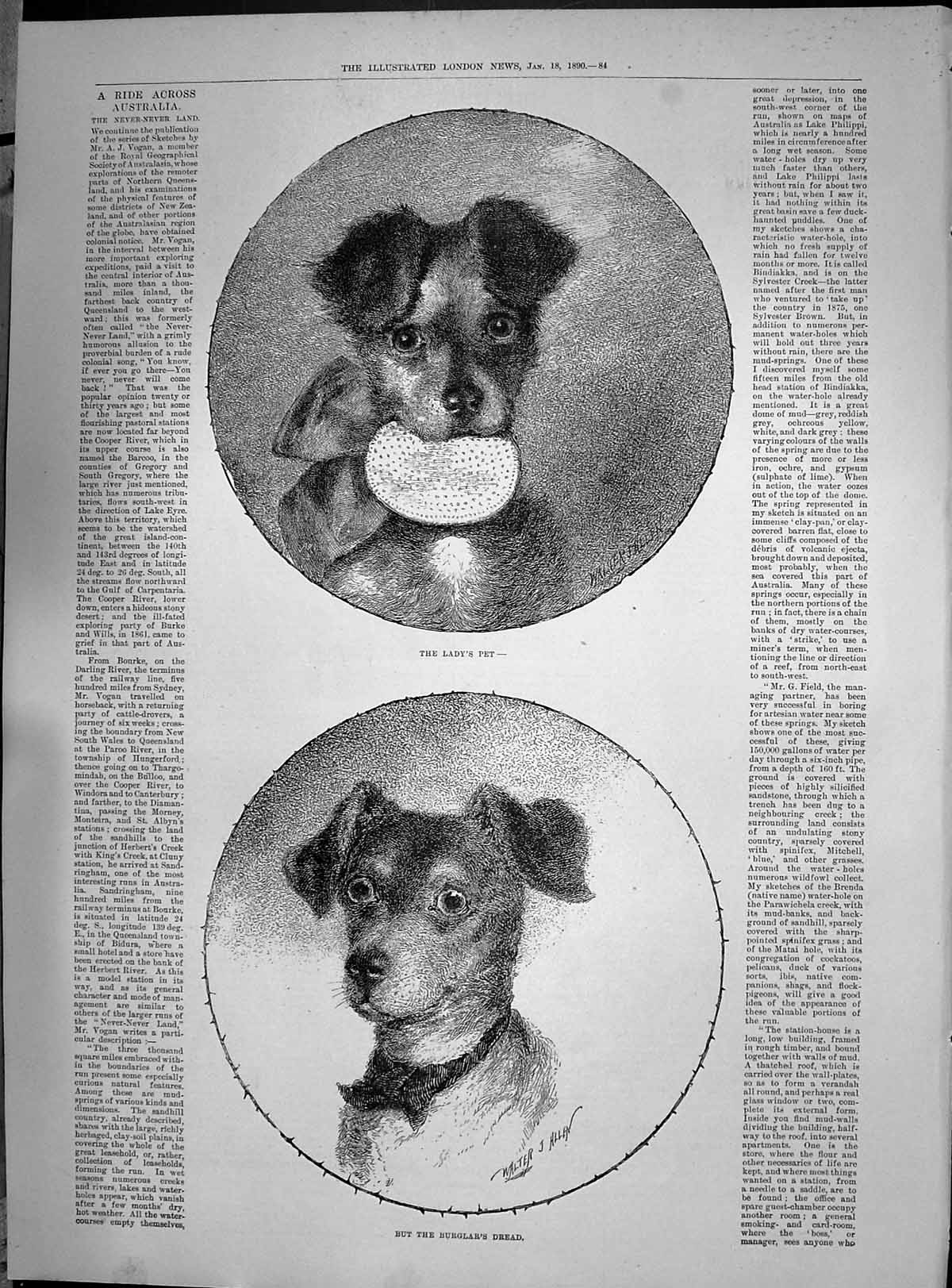Old Antique Print 1890 Puppy Dogs Lady'S Pet Burgler'S Dread Walter Allen 19th