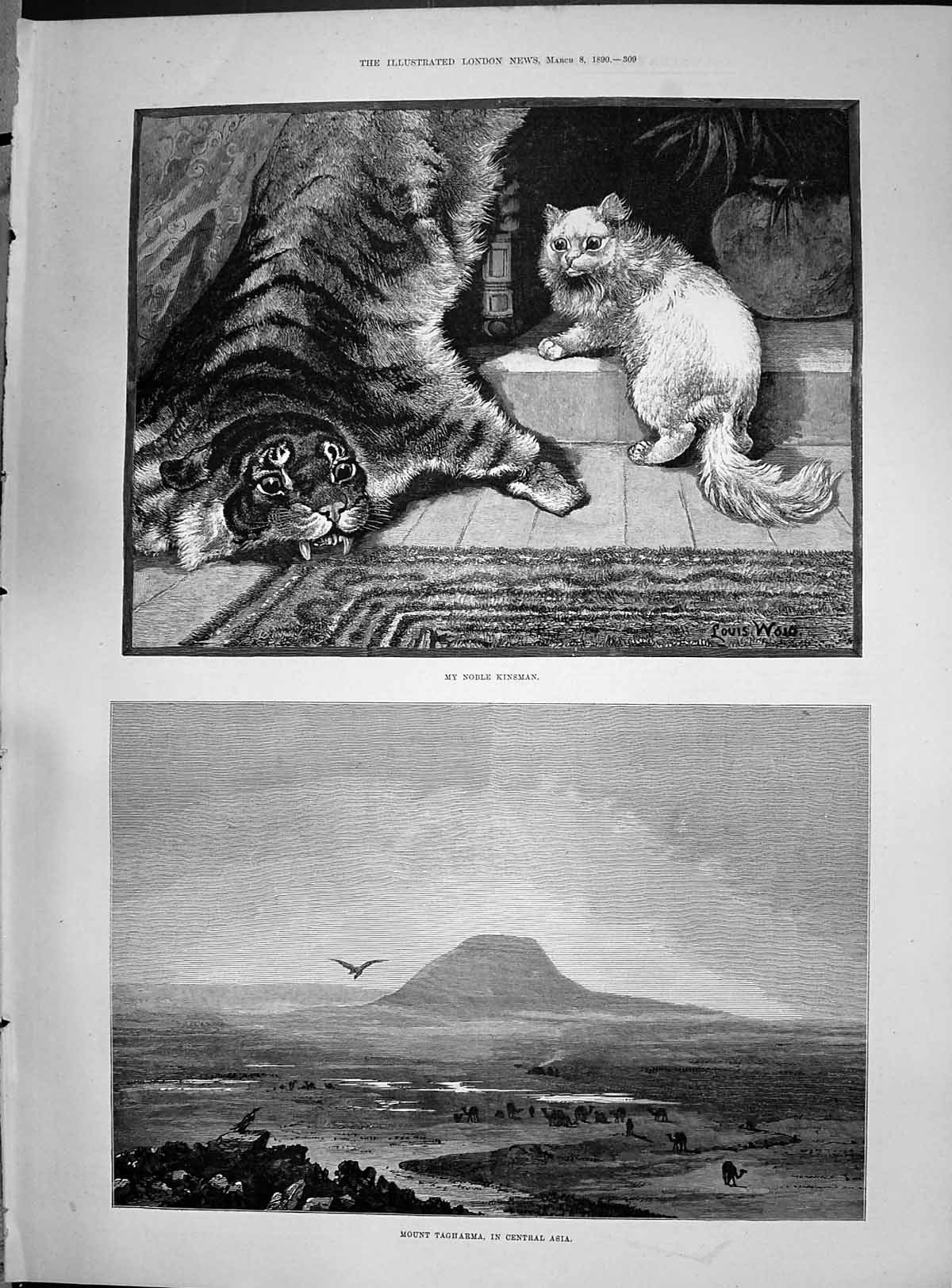 Old Mount Tagharma Central Asia Noble Kinsman Cat Tiger Skin Wain 189 Victorian