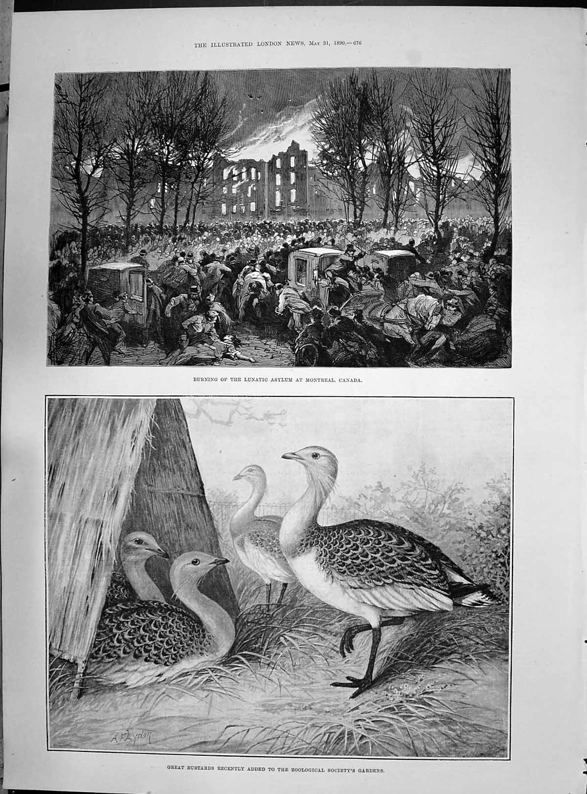 Old 1890 Fire Lunatic Asylum Montreal Canada Great Bustards Birds Dae Victorian