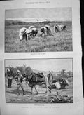 Old 1890 Women Cutting Grass Horses Indian Camp Exercise Water Supply Victorian