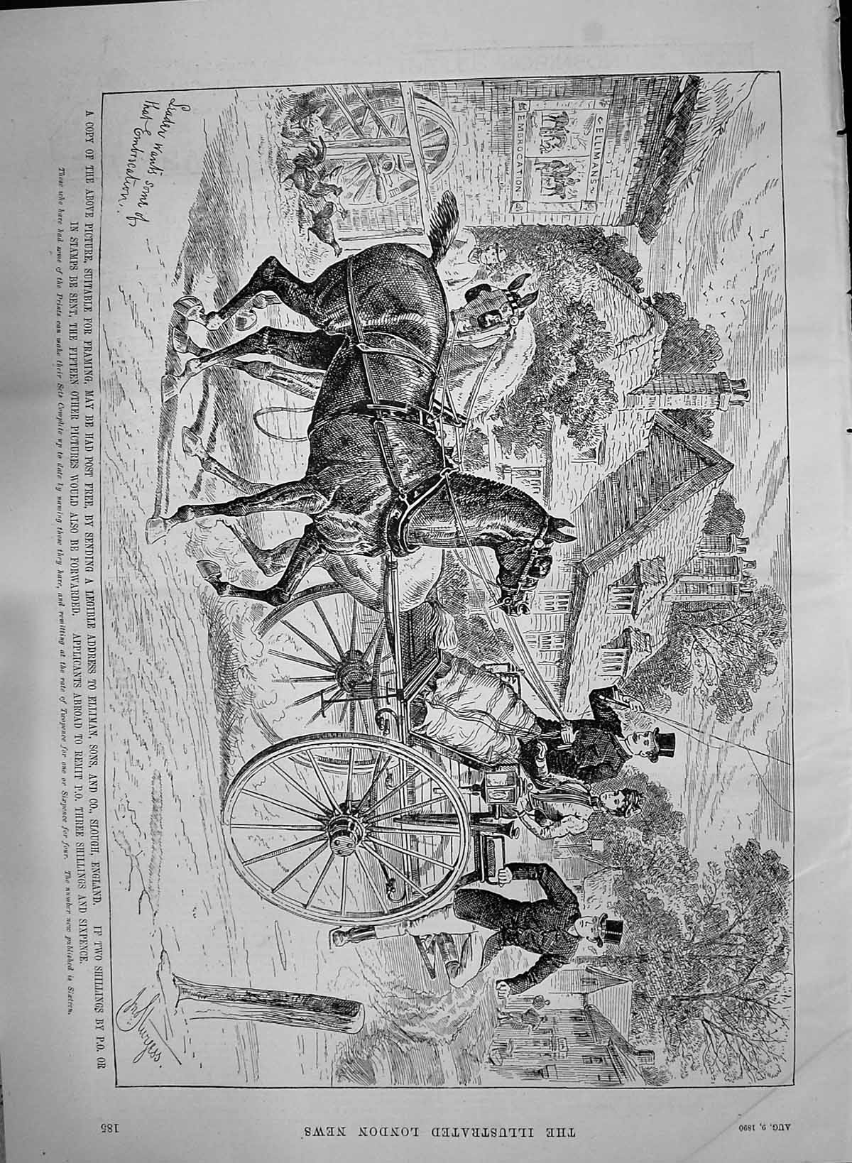 Antique Print 1890 Advertisement Ellimans Embrocation Horses Slough England
