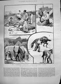 Antique Old Print 1890 Autumn Cavalry Manoeuvres Camp Cooks Regimental Barber