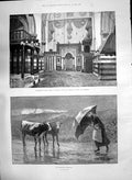 Old 1890 Interior Haram Hebron Tombs Isaac Rebekah Lady Umbrella Cows Victorian