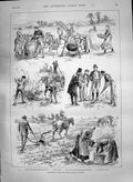 Old 1890 Measures Check Potato Disease Ireland Cathedral Siena Italy Victorian
