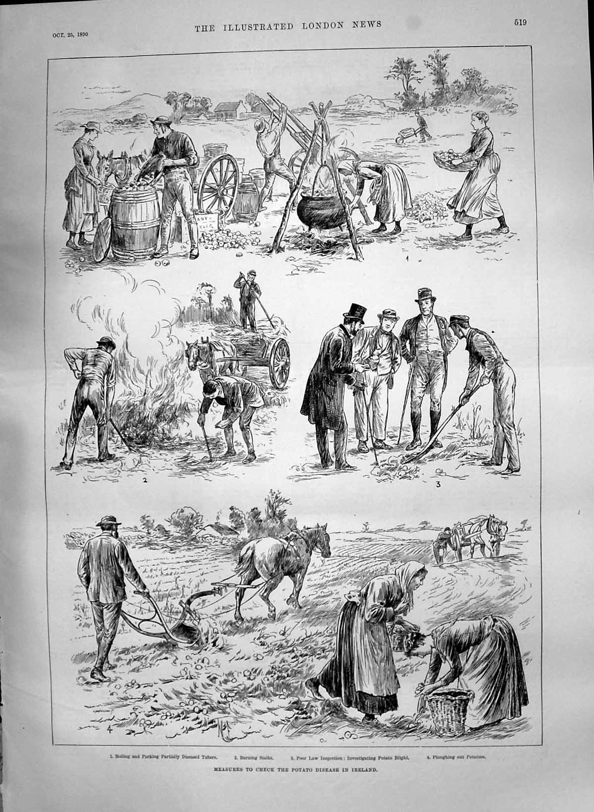 Old 1890 Measures Check Potato Disease Ireland Cathedral Siena Italy Victorian