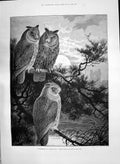 Original Old Antique Print 1890 Conference Owls Birds Trees Nature Lydon 19th