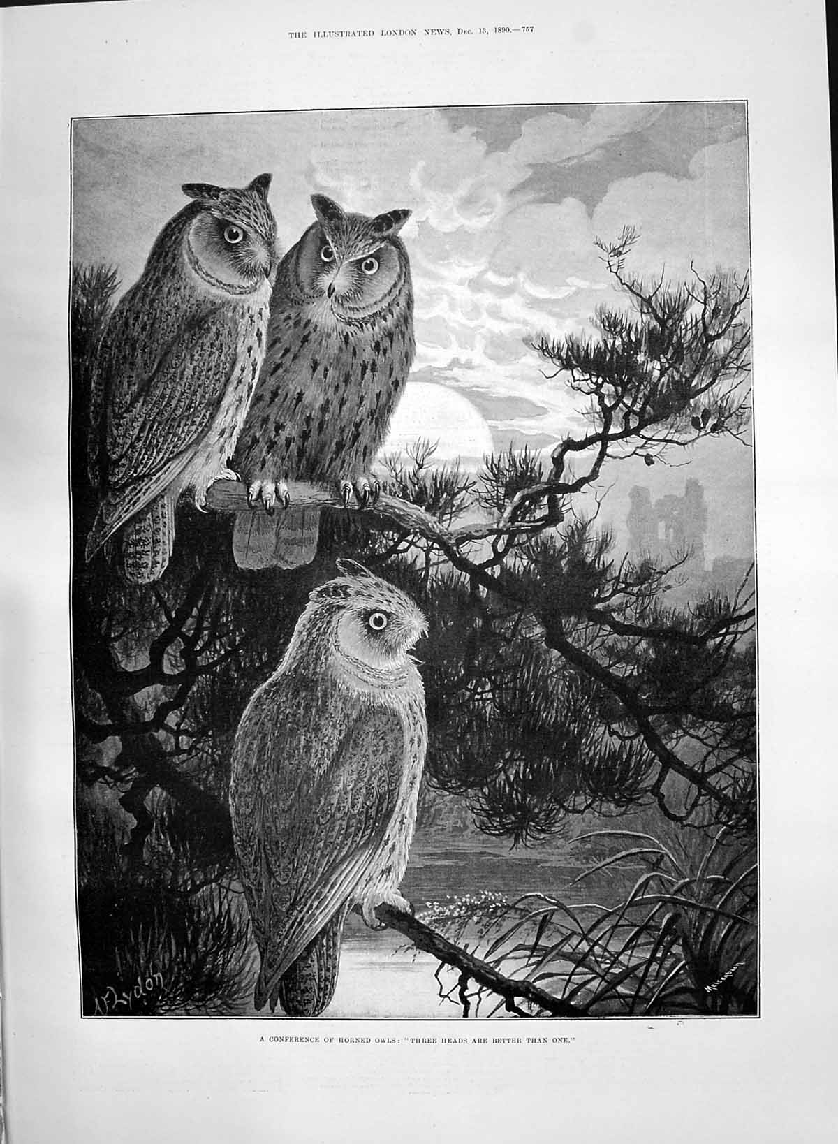 Original Old Antique Print 1890 Conference Owls Birds Trees Nature Lydon 19th