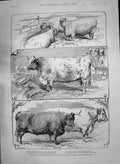 Old 1890 Prize Cattle Prince Wales Smithfield Show Ewes Steer Boehm S Victorian