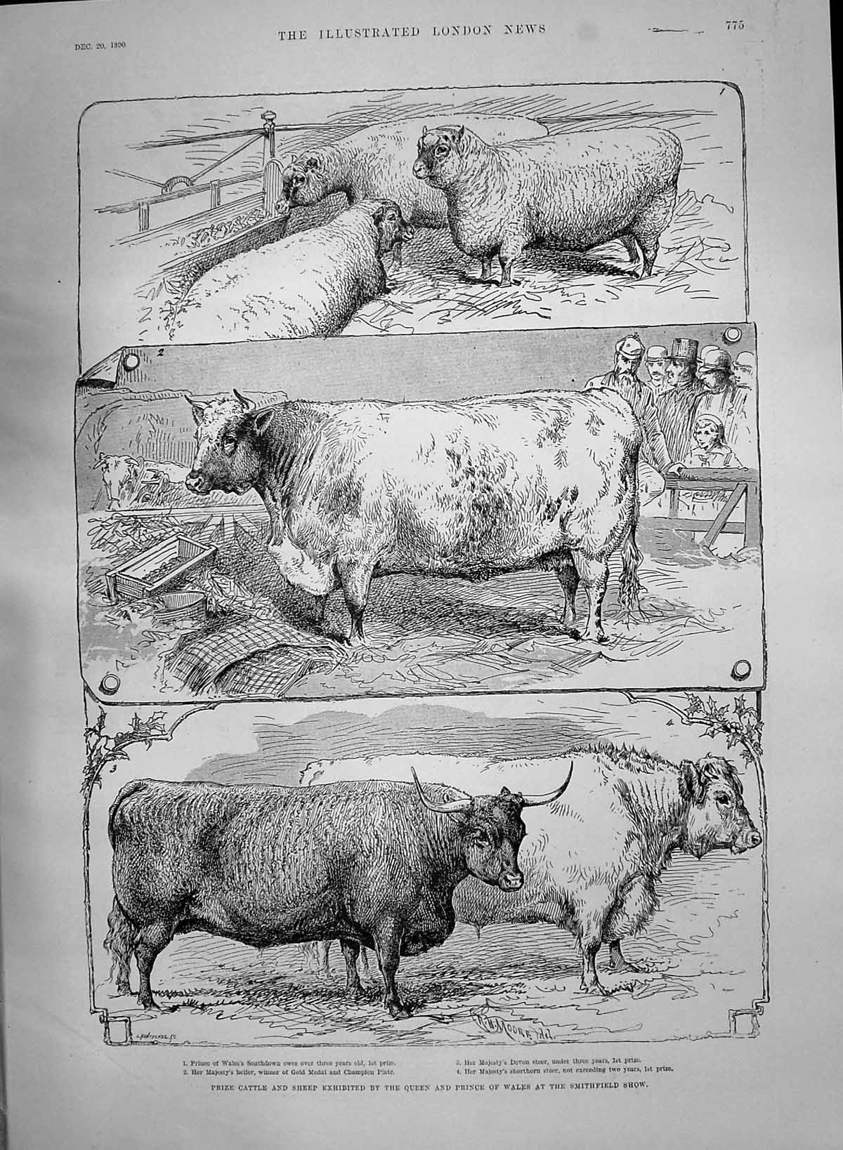 Old 1890 Prize Cattle Prince Wales Smithfield Show Ewes Steer Boehm S Victorian