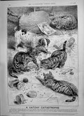 Old 1891 Catchy Catastrophe Cats Advertisement Beechams Pills St. Hel Victorian