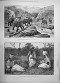 Old 1891 Elephants Removing Timber Chindwin Forest Burmah Regiments M Victorian