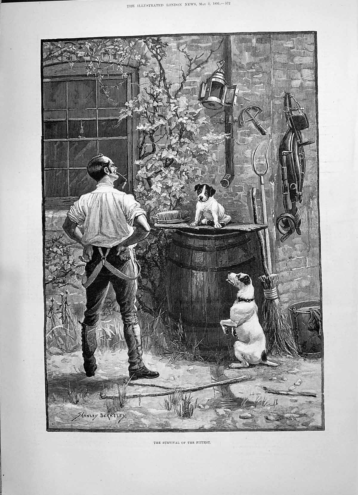 Antique Print 1891 Survival Fittest Puppy Dogs Water Barrel George Mededith