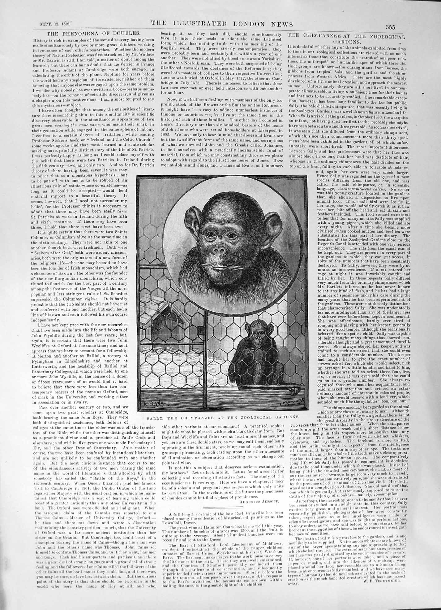 Original Old Antique Print 1891 Sally Chimpanzee Zoological Gardens Jessopp