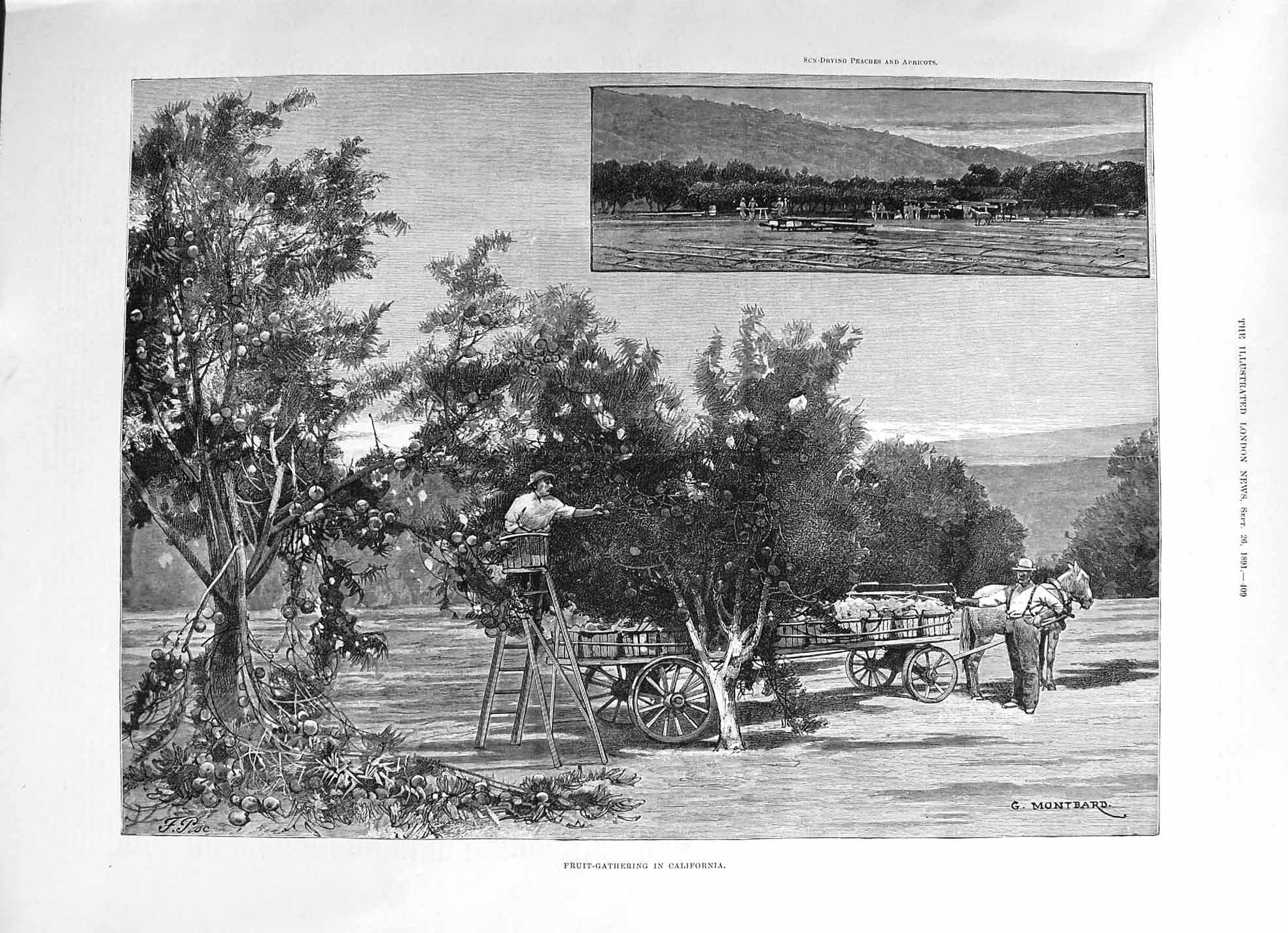 Old 1891 Fruit-Gathering California Montbard Trees Frederick Tennyson Victorian